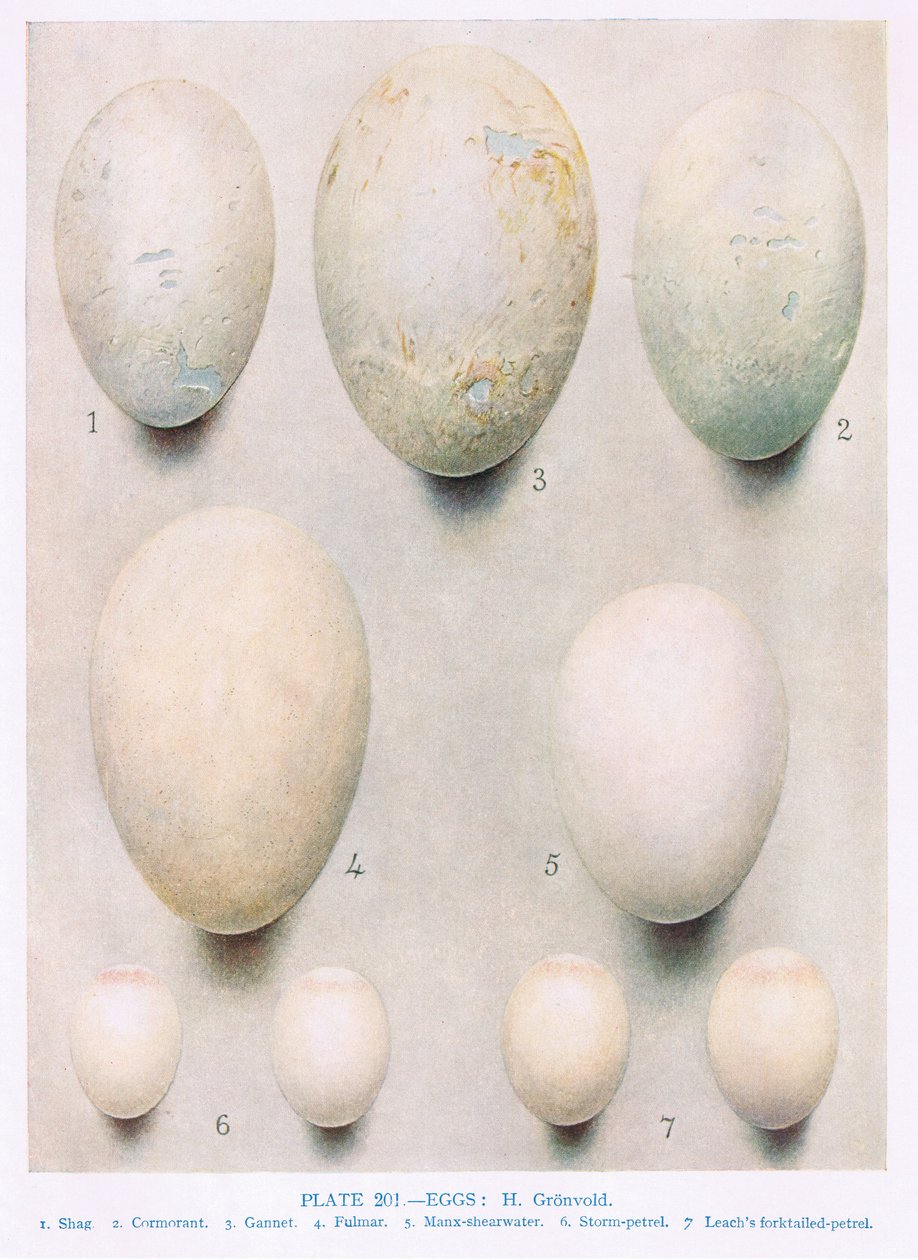 鸡蛋：Honey Buzzard：Peregrine Falcon：等，1966年Kirkman und Jourdain撰写的“英国鸟类”插图 作者 亨德里克·格伦沃尔德