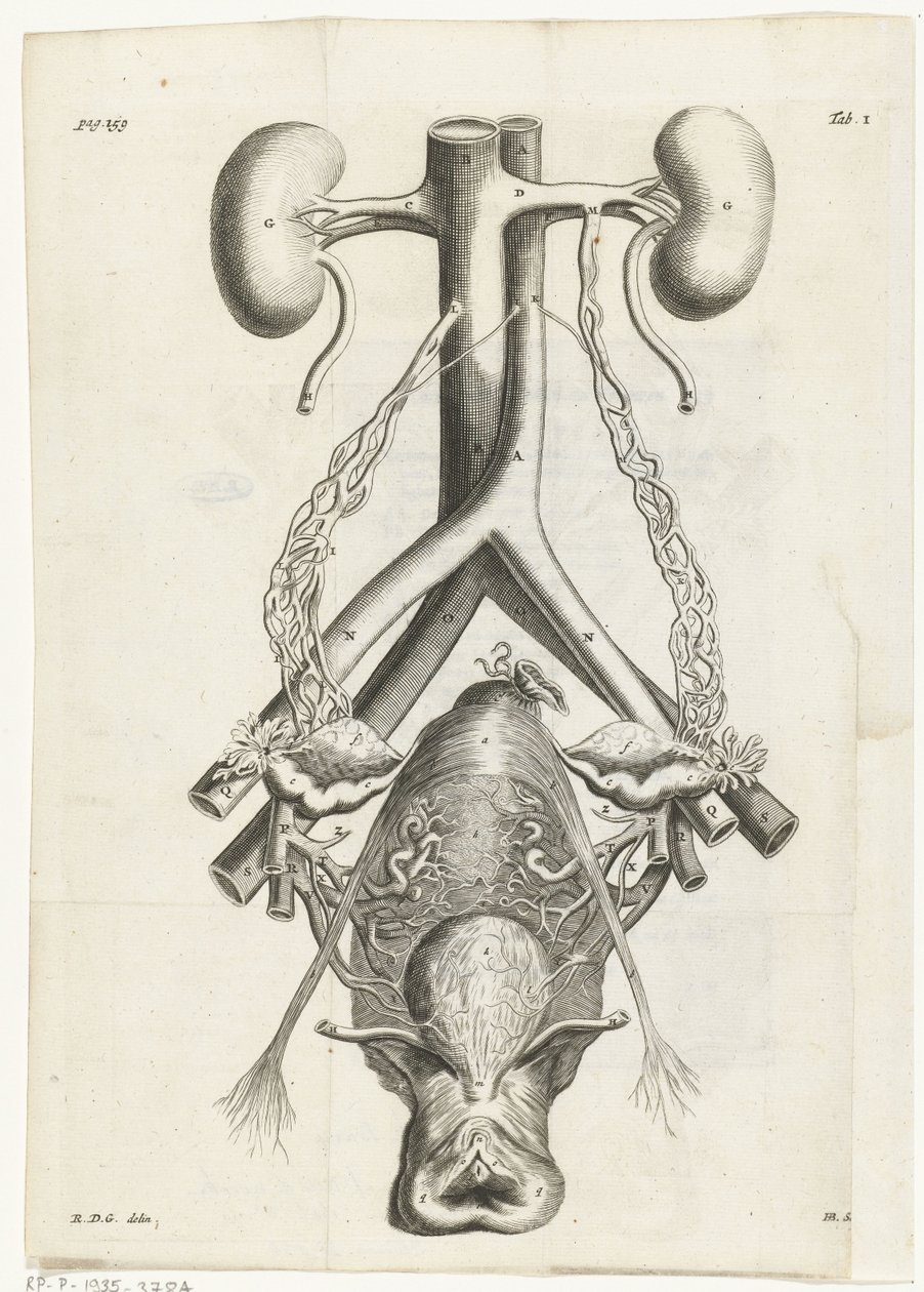 女性生殖器官和肾脏的解剖图像 书籍插图：Reinier de Graaf，Alle de wecken，阿姆斯特丹，1686 年 作者 亨德里克·巴里