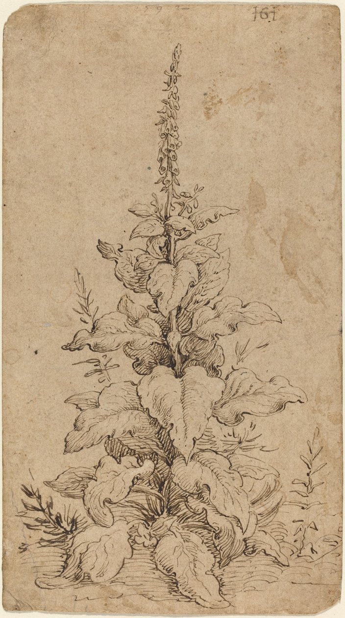 盛开的狐狸精 作者 亨德里克·古尔齐乌斯（Hendrik Goltzius）