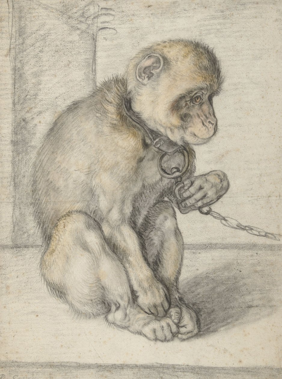 链上的坐着的猴子，1592-1602（黑色，赭色和红色粉笔） 作者 亨德里克·古尔齐乌斯（Hendrik Goltzius）