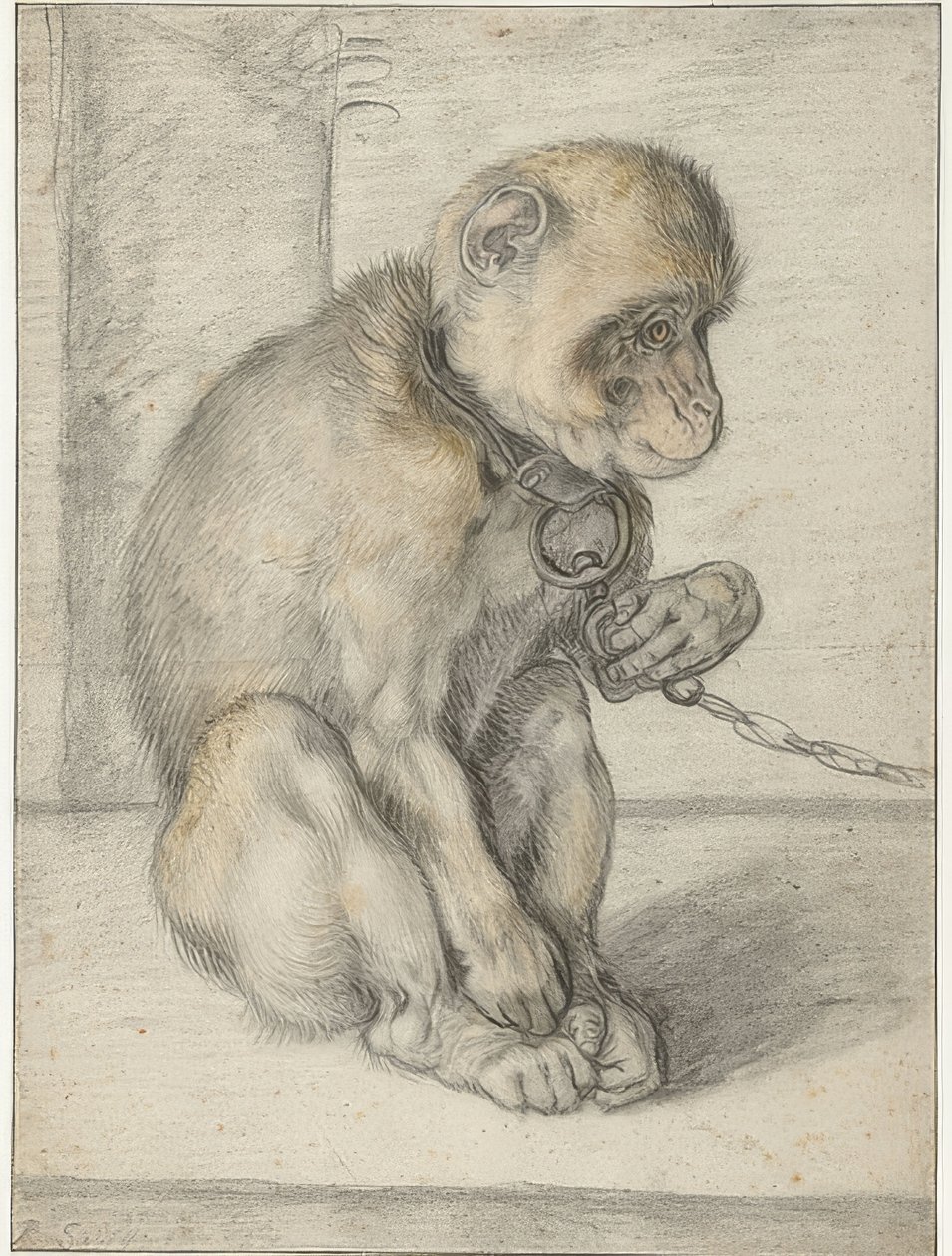 在链子上的坐猴子。 1592-1602 作者 亨德里克·古尔齐乌斯（Hendrik Goltzius）