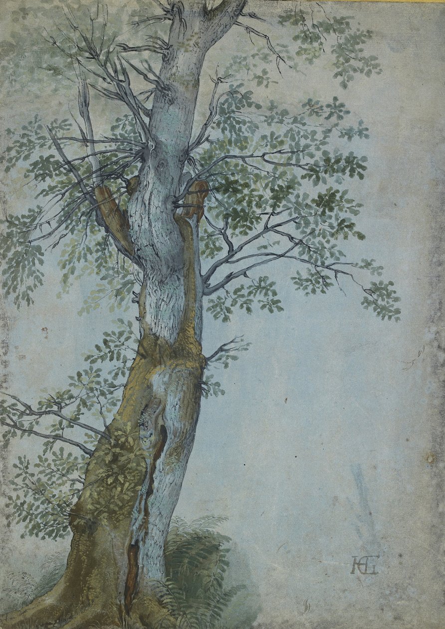一棵树的研究，1597-99（笔在深棕色墨水中，刷在wc和身体颜色，在蓝纸上用白色加高） 作者 亨德里克·古尔齐乌斯（Hendrik Goltzius）