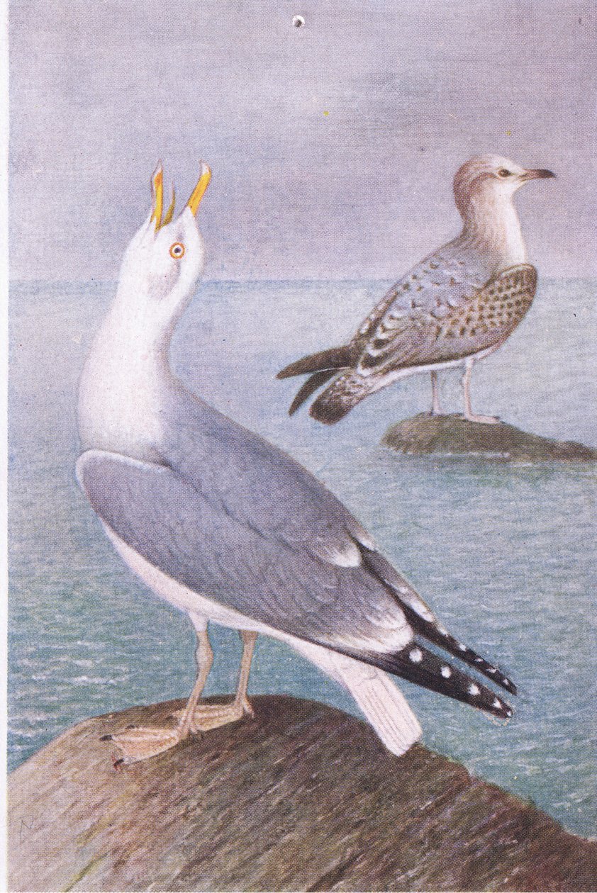 Herring Gull，明信片，20世纪30年代 作者 亨德里克·格伦沃尔德