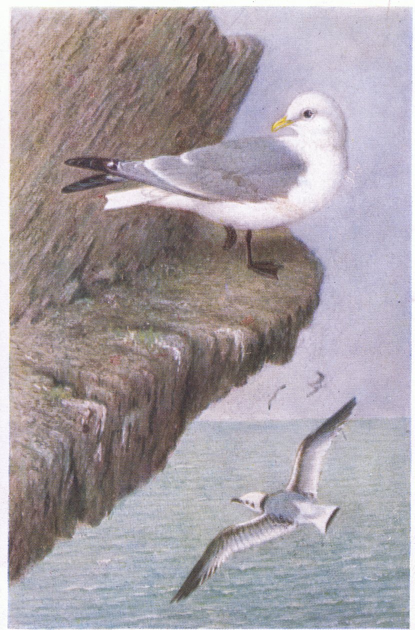 Kittiwake，明信片，20世纪30年代 作者 亨德里克·格伦沃尔德