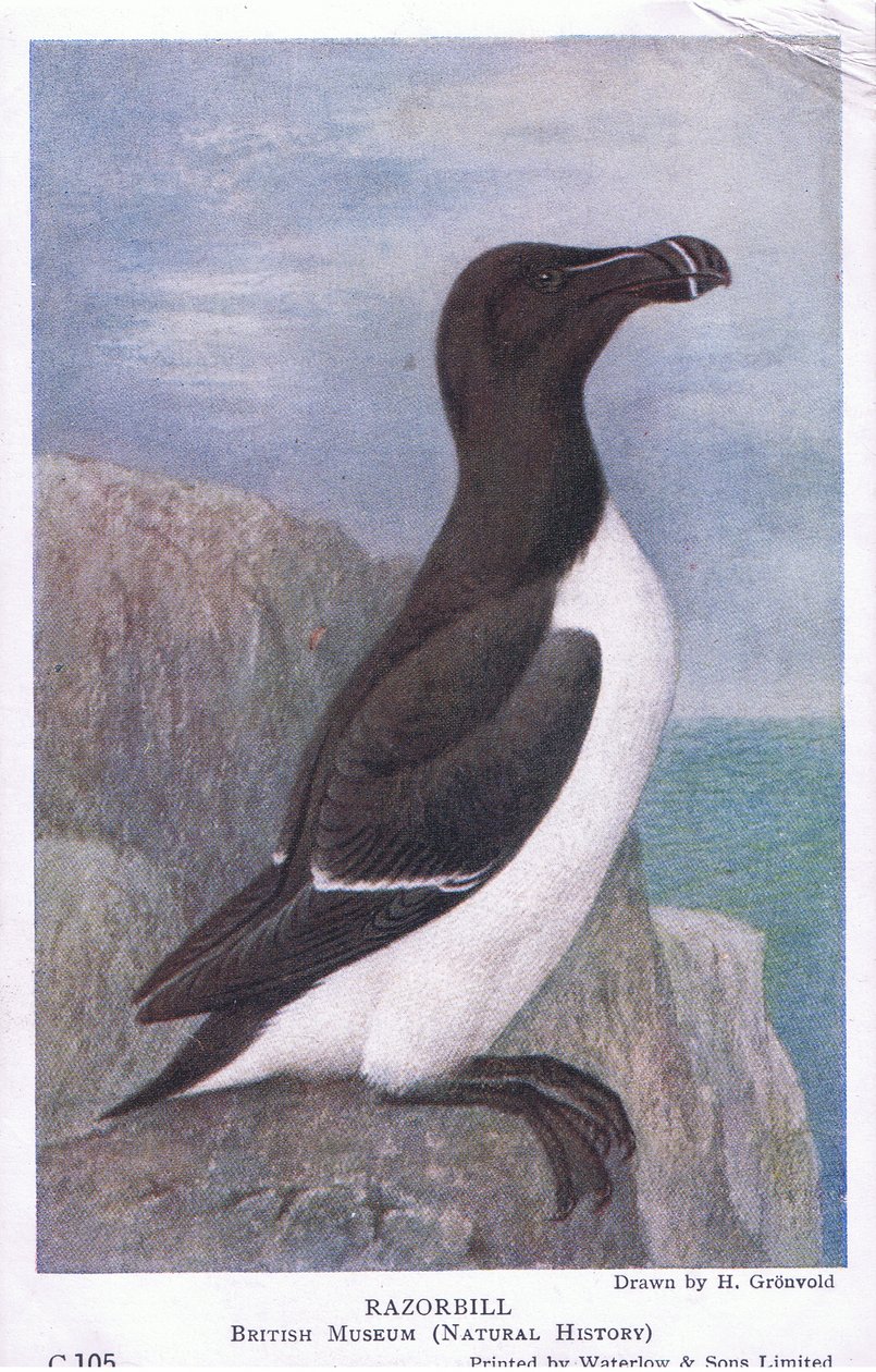 Razorbill，明信片，20世纪30年代 作者 亨德里克·格伦沃尔德