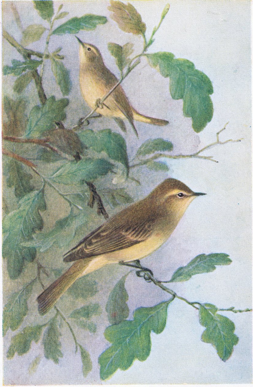 Willow Warbler，明信片，20世纪30年代 作者 亨德里克·格伦沃尔德