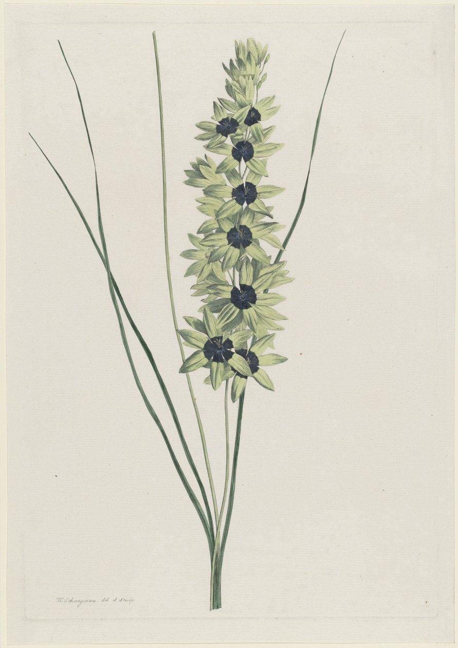 非洲鸢尾花（Ixia maculata viridis） 作者 亨利克·施韦格曼