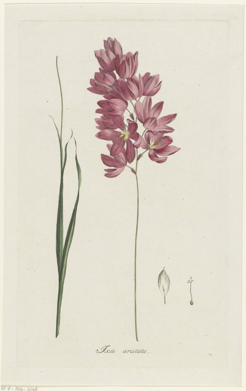 Ixia patens Aiton
Ixia aristata（物体上的标题） 作者 亨利克·施韦格曼