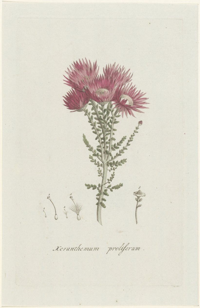 增殖斑瘤菌 Xeranthemum proliferum（物体上的标题） 作者 亨利克·施韦格曼