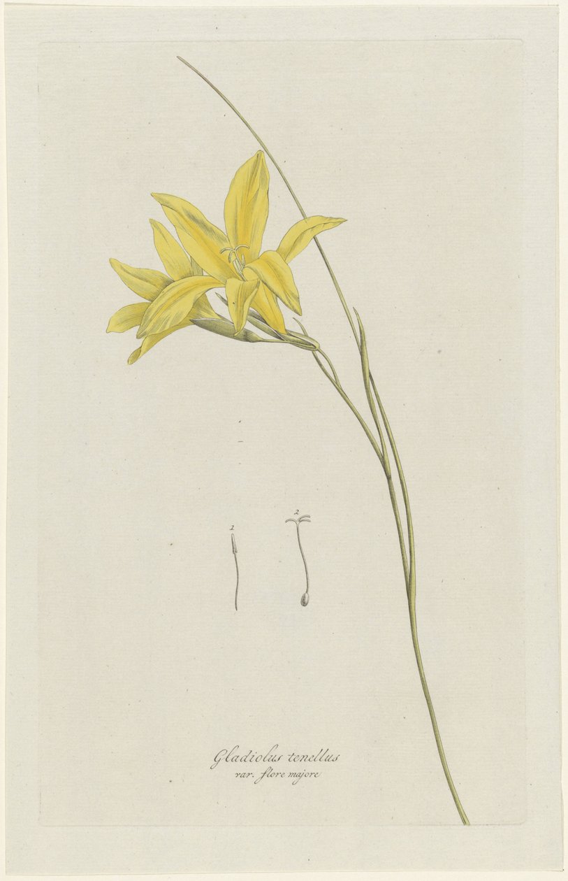 Zwaardlelie （Gladiolus carinatus Aiton）
Gladiolus tenellus var. 作者 亨利克·施韦格曼