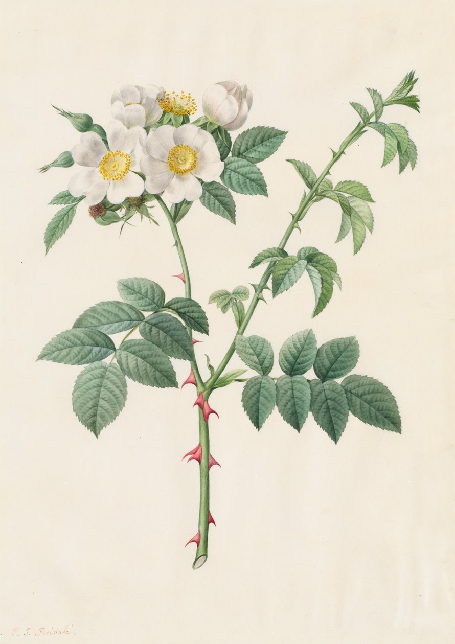 刺蔷薇玫瑰或狗蔷薇Rosa Leucantha，1817-1824年。 作者 皮埃尔·约瑟夫·雷杜特