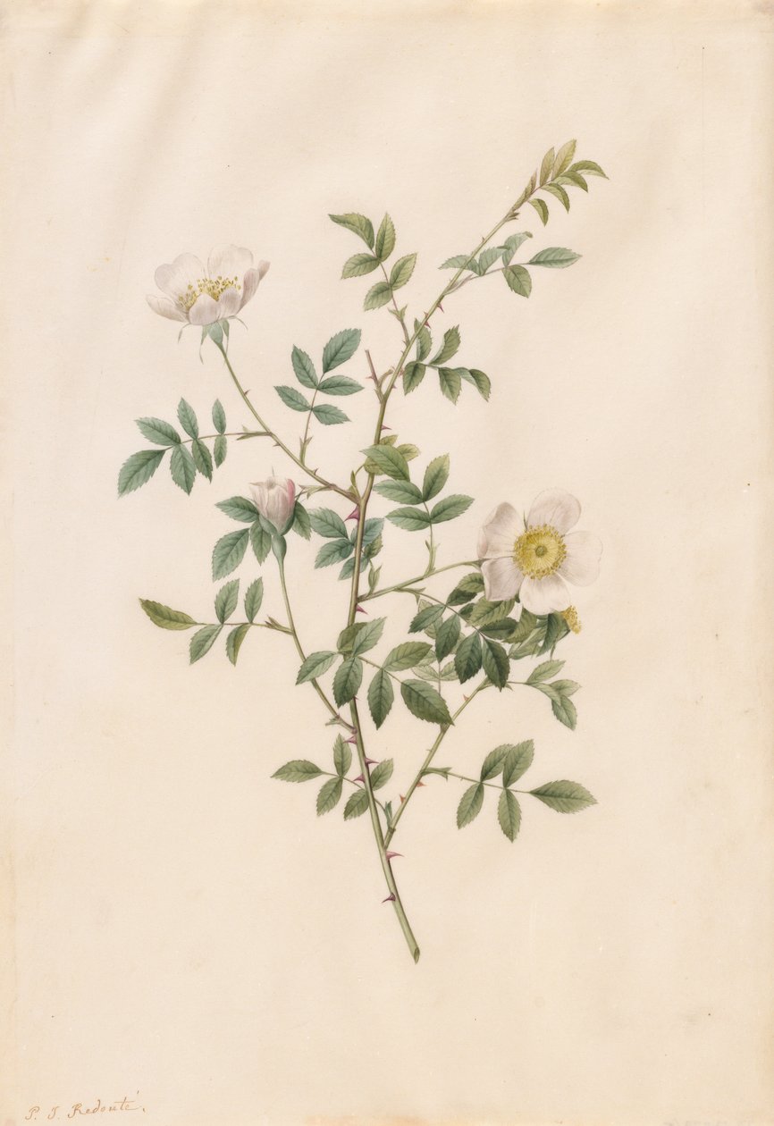 刺蔷薇布什玫瑰或狗玫瑰罗莎Sepium Rosea，1817-1824年。 作者 皮埃尔·约瑟夫·雷杜特