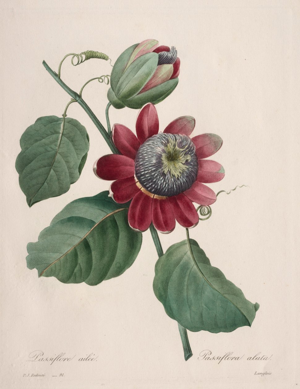 选择最美丽的花朵...最美丽的水果：西番莲翅，1827年。 作者 皮埃尔·约瑟夫·雷杜特