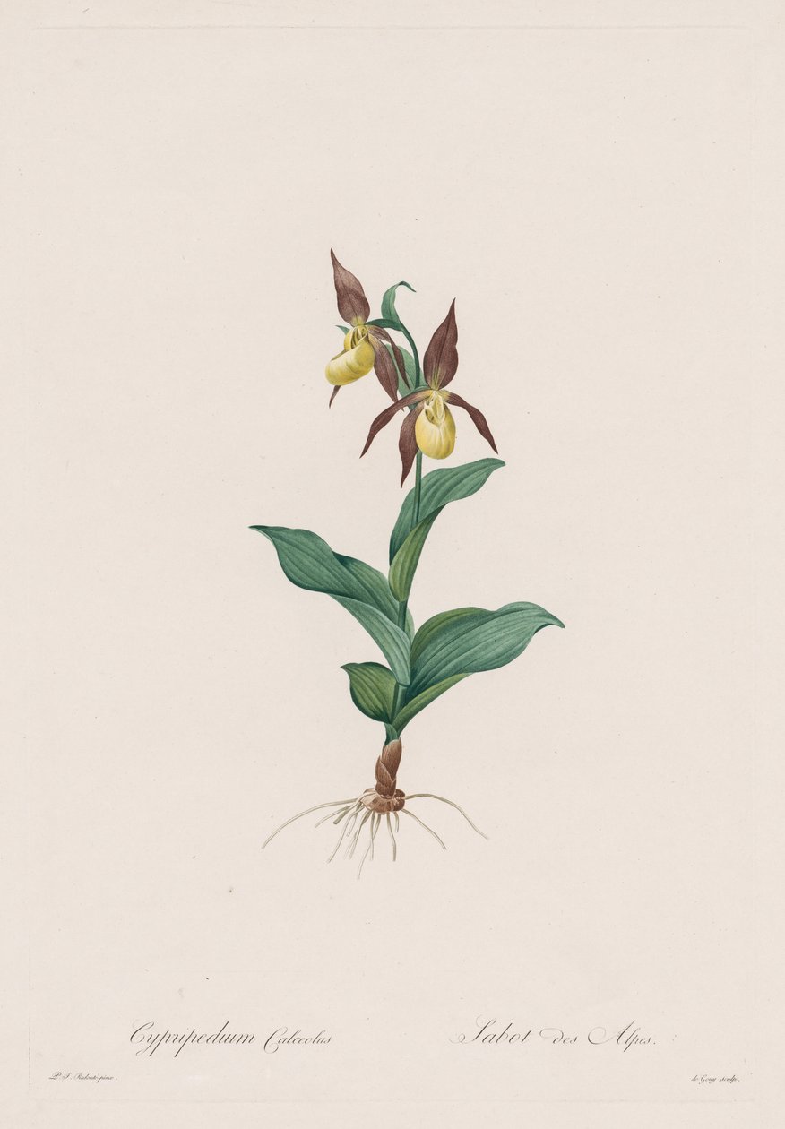 百合：Cy兰Calcyolus，1802-1816年。 作者 皮埃尔·约瑟夫·雷杜特
