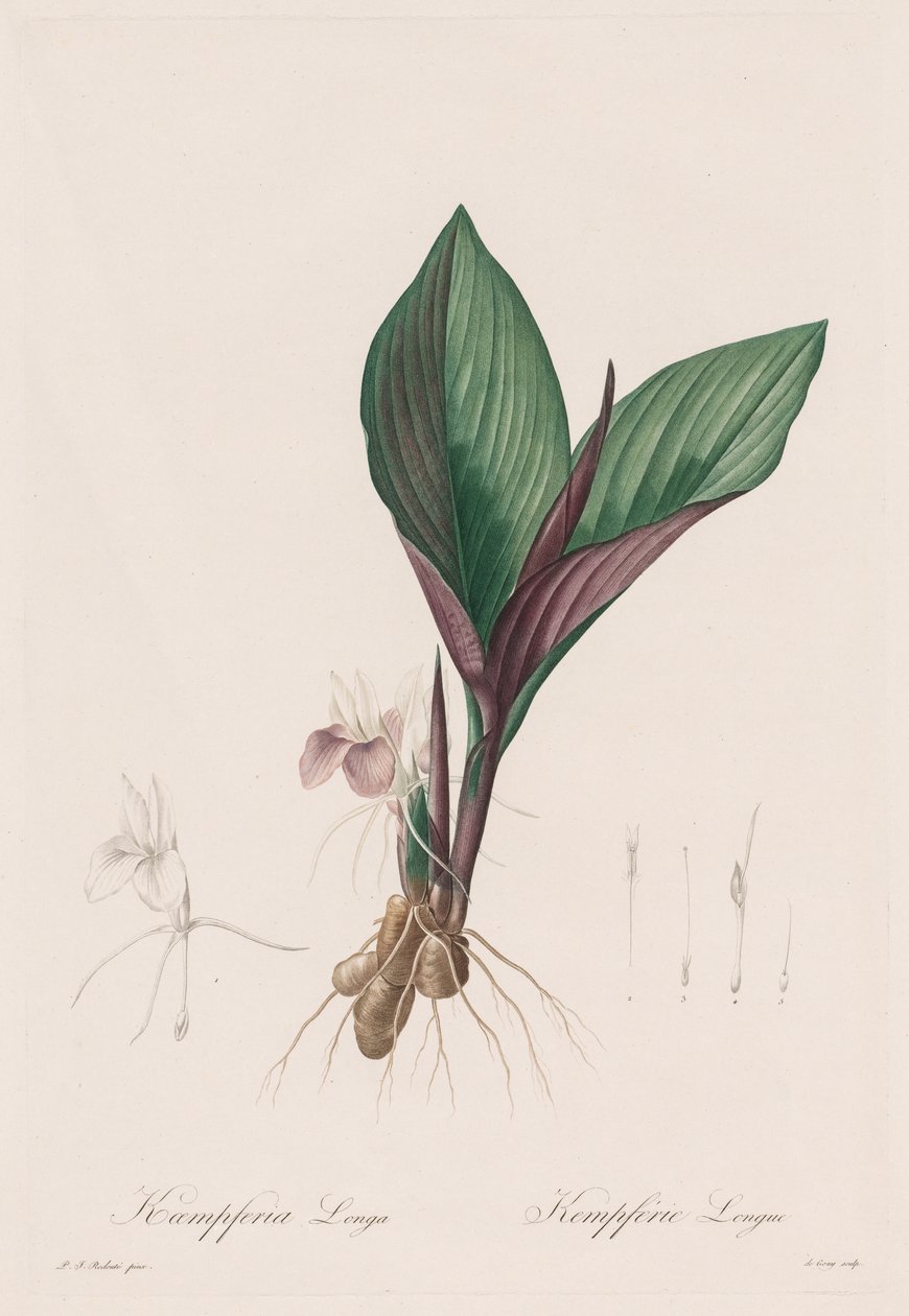 LesLiliacées：Kaempferia longa，1802-1816年。 作者 皮埃尔·约瑟夫·雷杜特
