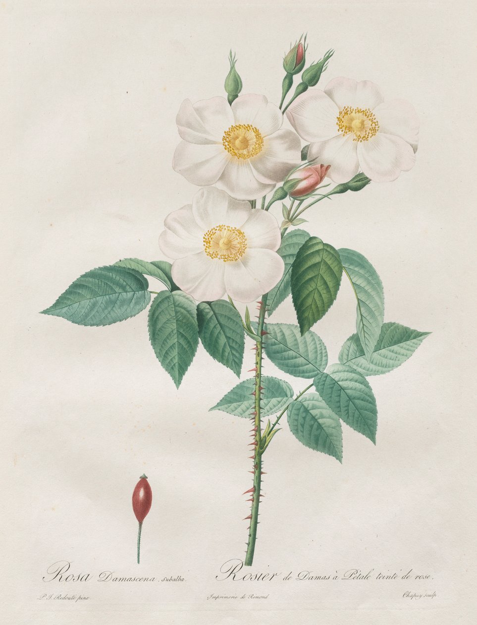 莱斯·罗斯（Les Roses）：罗莎·达马塞纳（Rosa Damascena），Subalba，1817-1824年。 作者 皮埃尔·约瑟夫·雷杜特