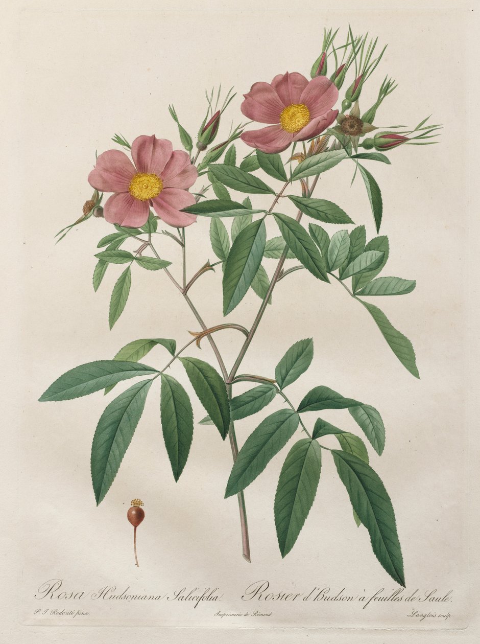 玫瑰：Rosa Hudsoniana Salicifolia，1817-1824年。 作者 皮埃尔·约瑟夫·雷杜特