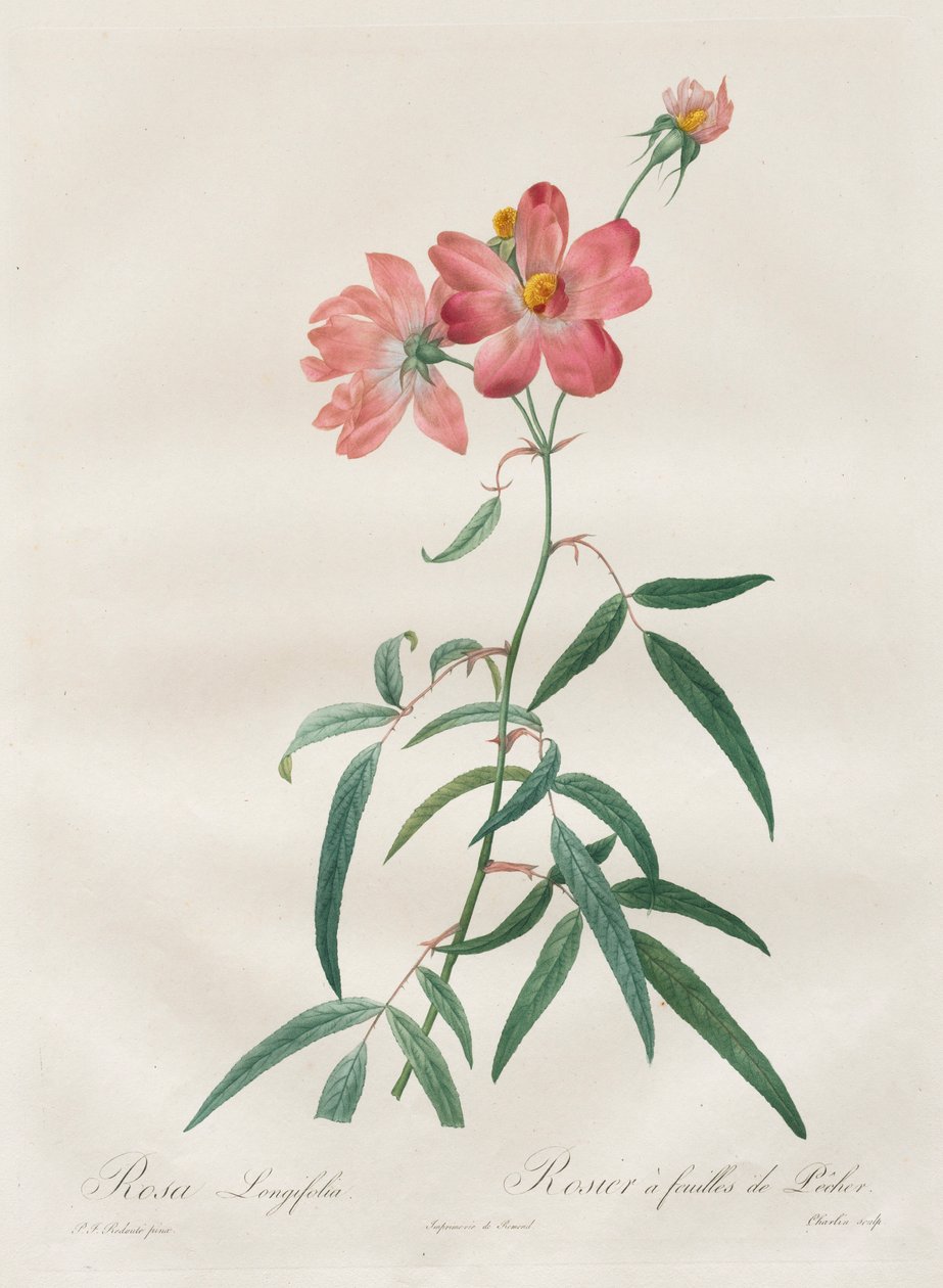 玫瑰：Rosa Longifolia，1817-1824年。 作者 皮埃尔·约瑟夫·雷杜特