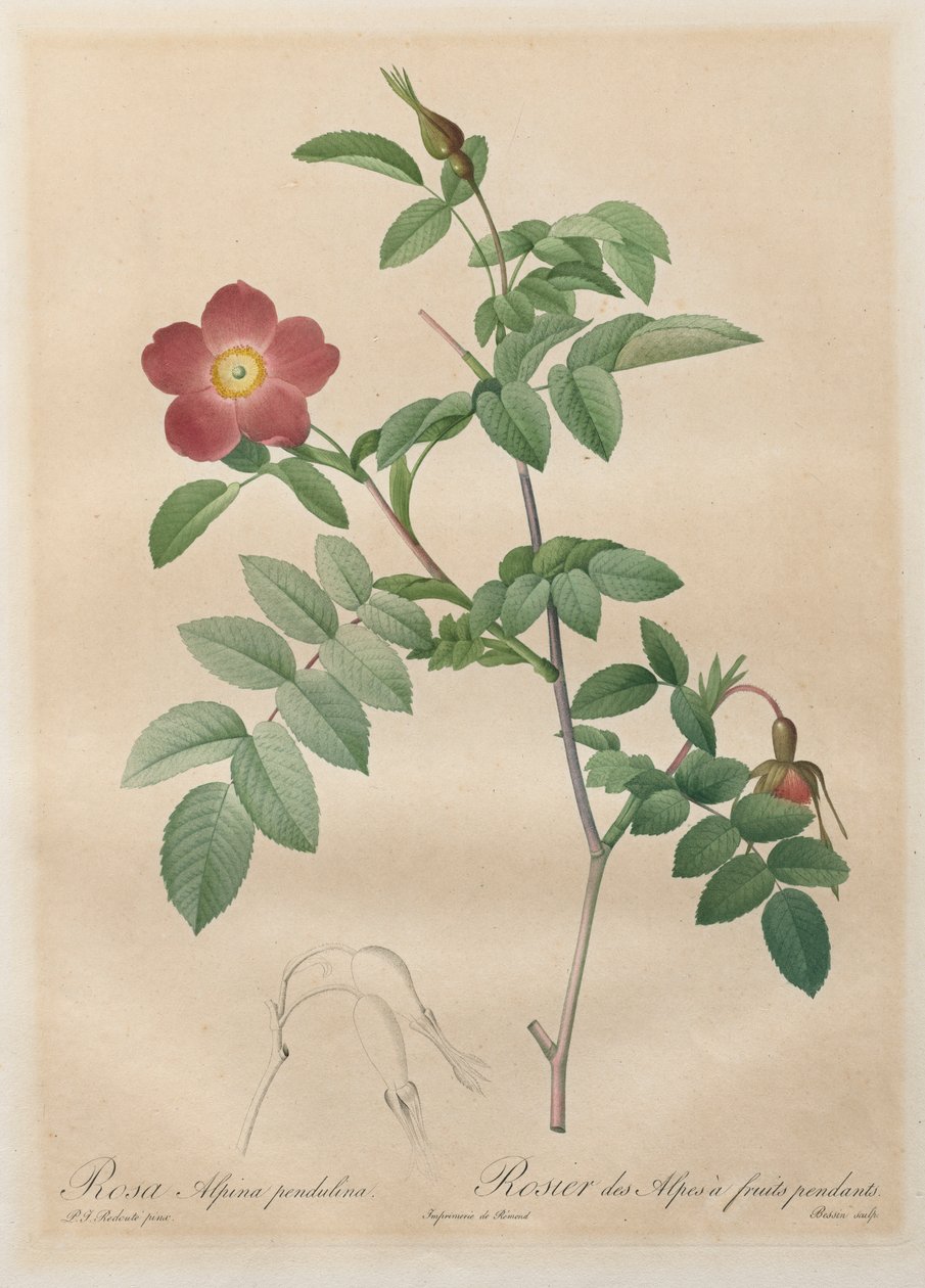 玫瑰：高山玫瑰Pendulina，1817-1824年。 作者 皮埃尔·约瑟夫·雷杜特