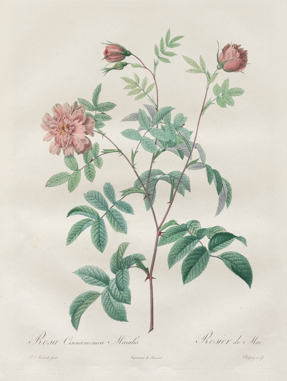 玫瑰：罗莎·肉桂（Rosa Cinnamomea），1817-1824年。 作者 皮埃尔·约瑟夫·雷杜特