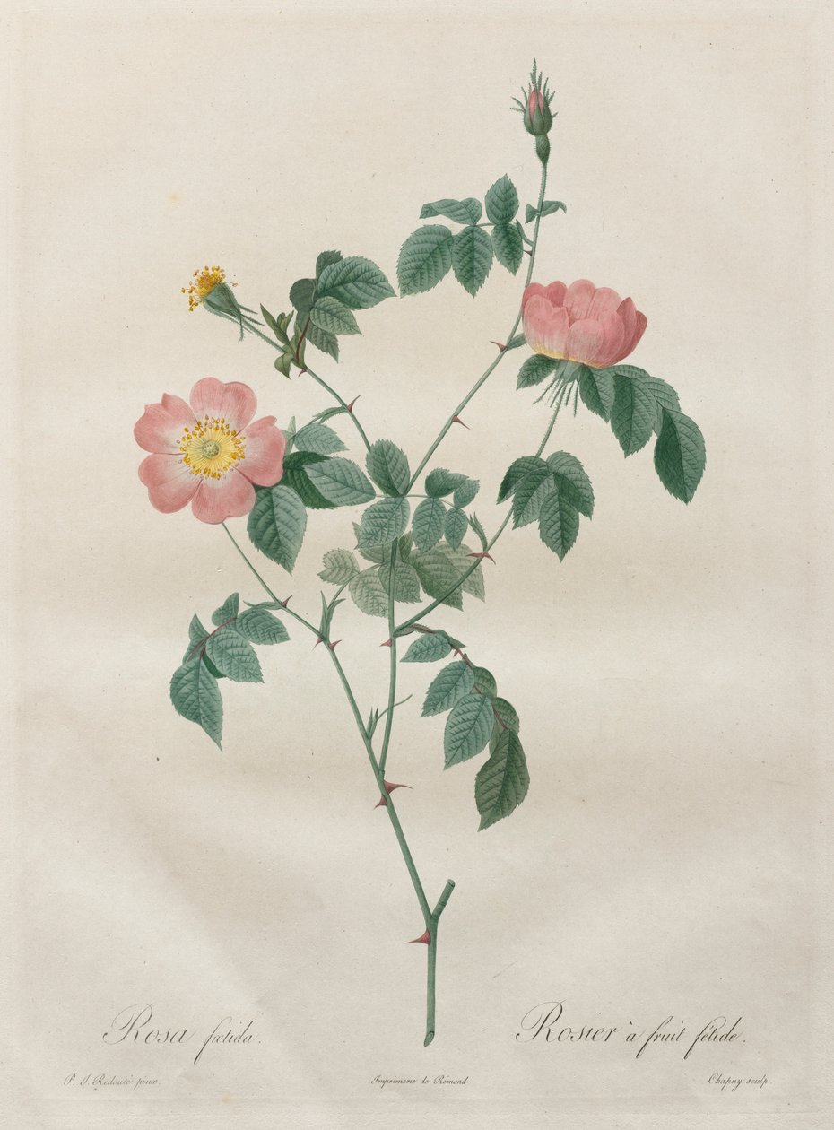 Les Roses：印度罗莎（Rosa indica），1817-1824年。 作者 皮埃尔·约瑟夫·雷杜特