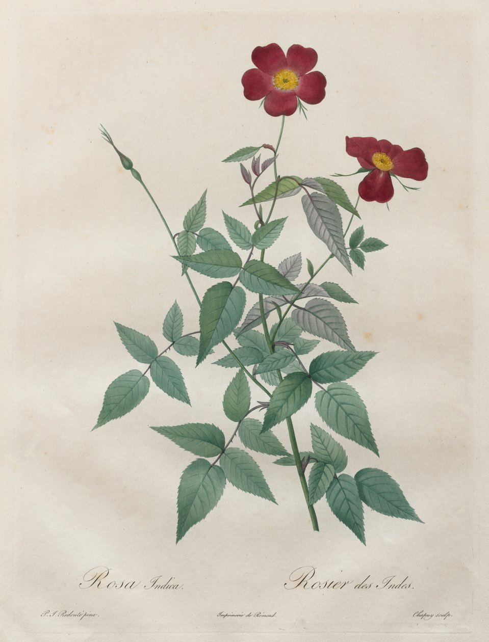 玫瑰：印度罗莎（Rosa indica），1817-1824年。 作者 皮埃尔·约瑟夫·雷杜特