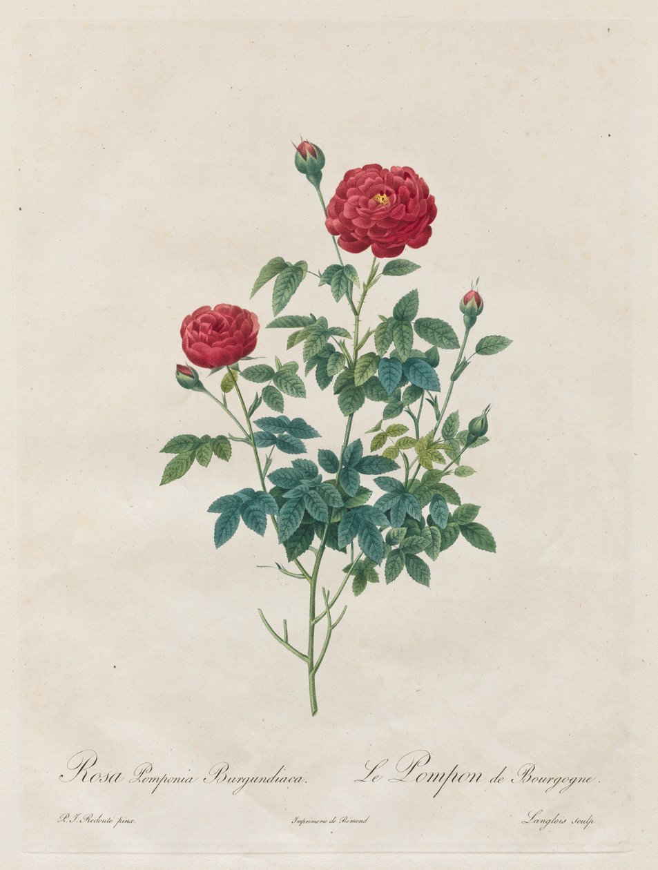 蓬蓬·罗斯（Pompon Rose），1817-1824年。 作者 皮埃尔·约瑟夫·雷杜特
