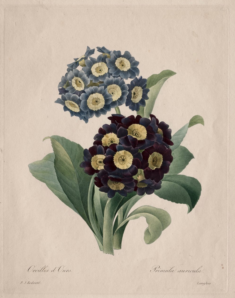 报春花，1827。 作者 皮埃尔·约瑟夫·雷杜特