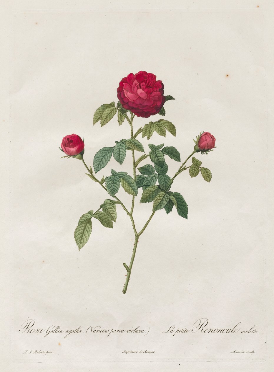 普罗旺斯或法国玫瑰，1817-1824年。 作者 皮埃尔·约瑟夫·雷杜特