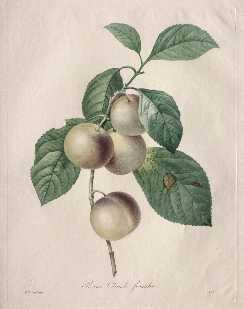 克劳德·梅皇后（Queen Claude Plum），1827年。 作者 皮埃尔·约瑟夫·雷杜特