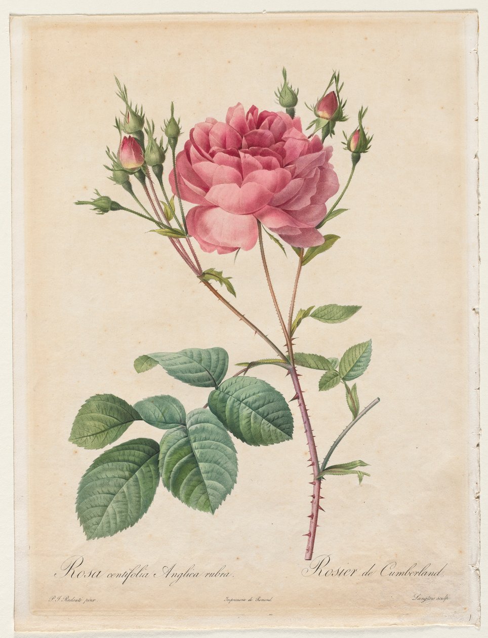 罗莎（Rosa Centifolia）Anglica Rubra，1817-1824年。 作者 皮埃尔·约瑟夫·雷杜特