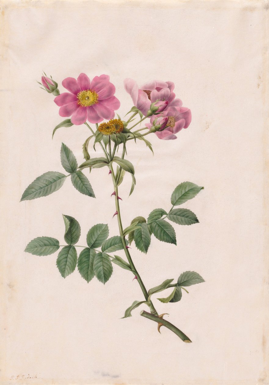 罗莎·科隆安娜（Rosa Colloniana），蒙松安娜（1817-1824）。 作者 皮埃尔·约瑟夫·雷杜特