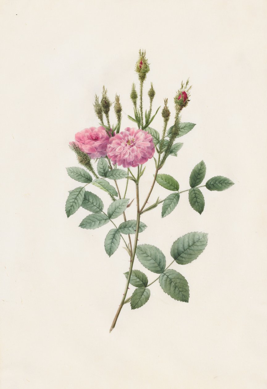 罗莎（Rosa Pomponiana）Muscosa，1817-1824年。 作者 皮埃尔·约瑟夫·雷杜特