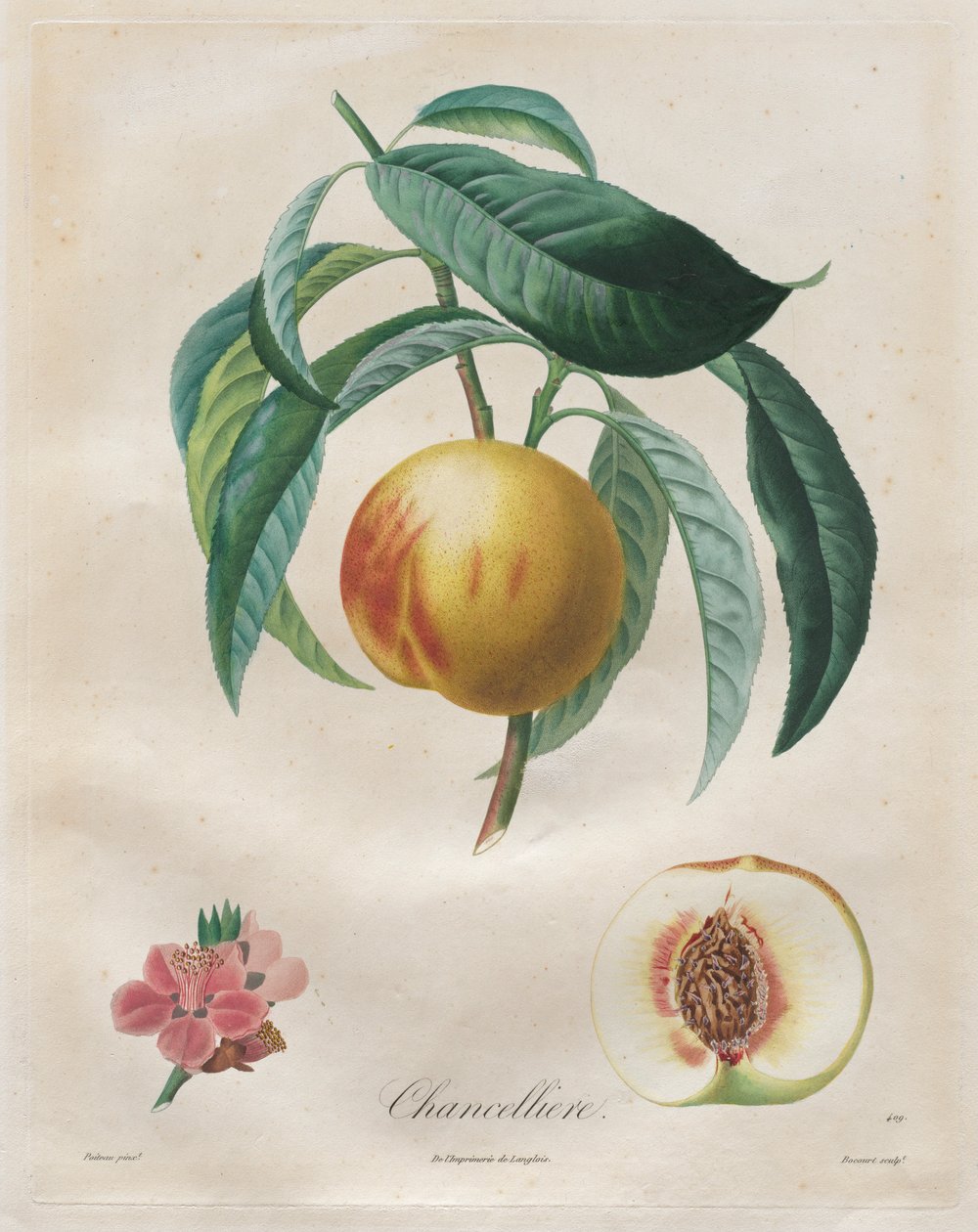 果树论文：Chancellière，1808-1835年。 作者 亨利·路易斯·杜哈默尔·蒙索