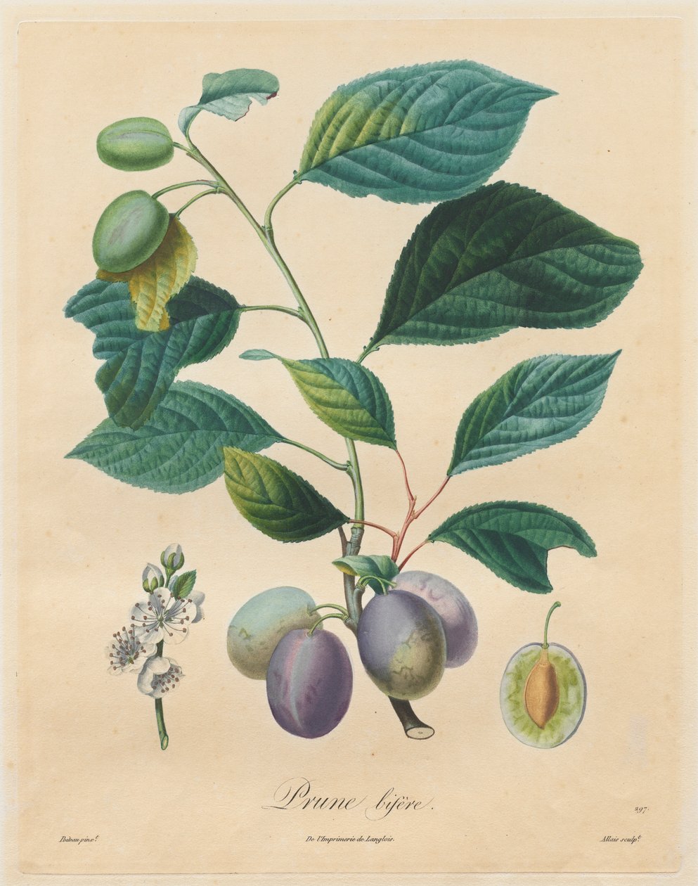 果树条约：李子（Blum bifer），1808年至1835年。 作者 亨利·路易斯·杜哈默尔·蒙索