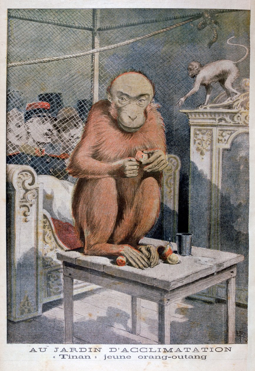 玩具猩猩，1896年 作者 亨利·迈耶（Henri Meyer）