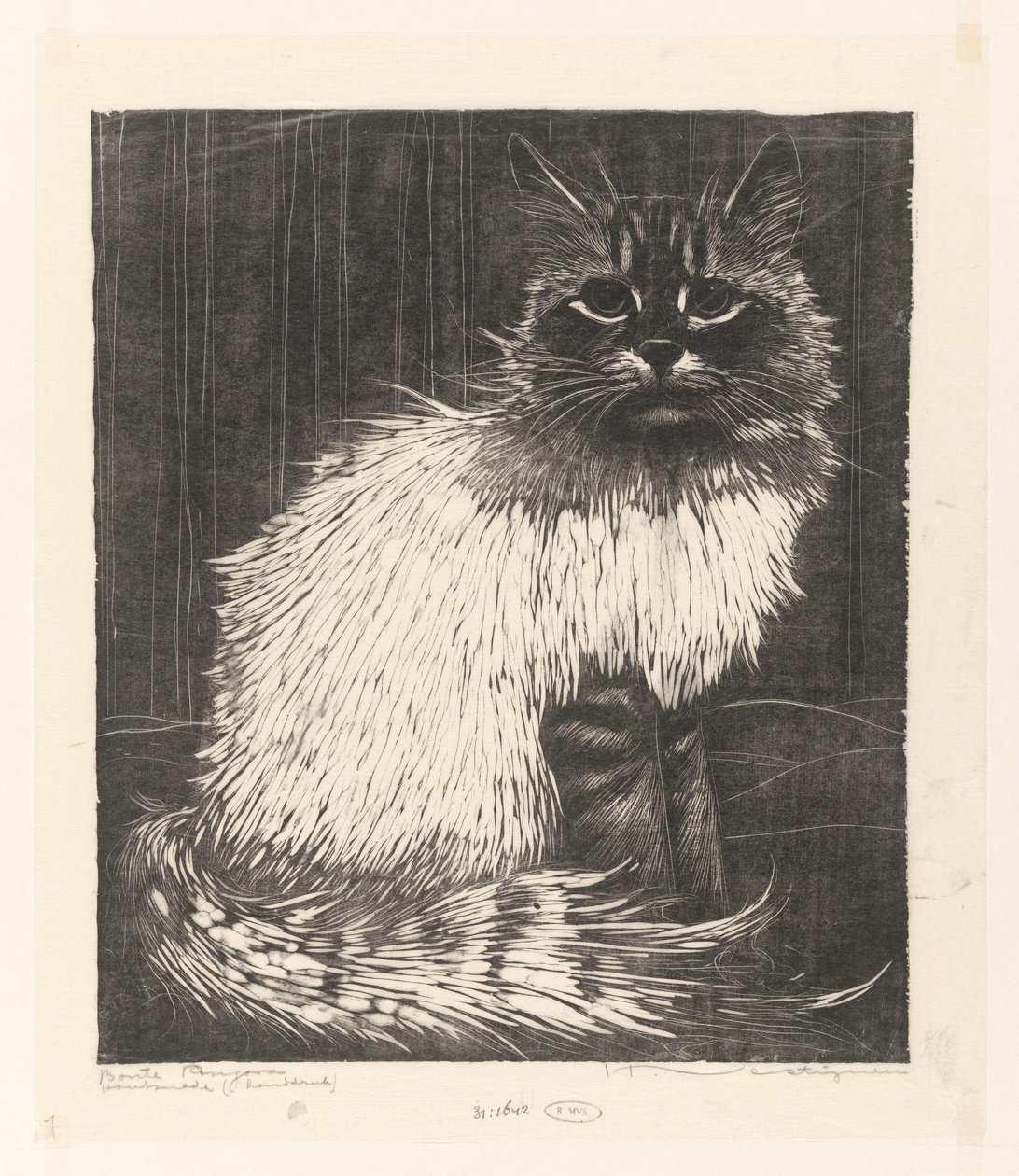 Bonte Angora（实物上的原标题） 作者 Henri Verstijnen（艺术家签名）