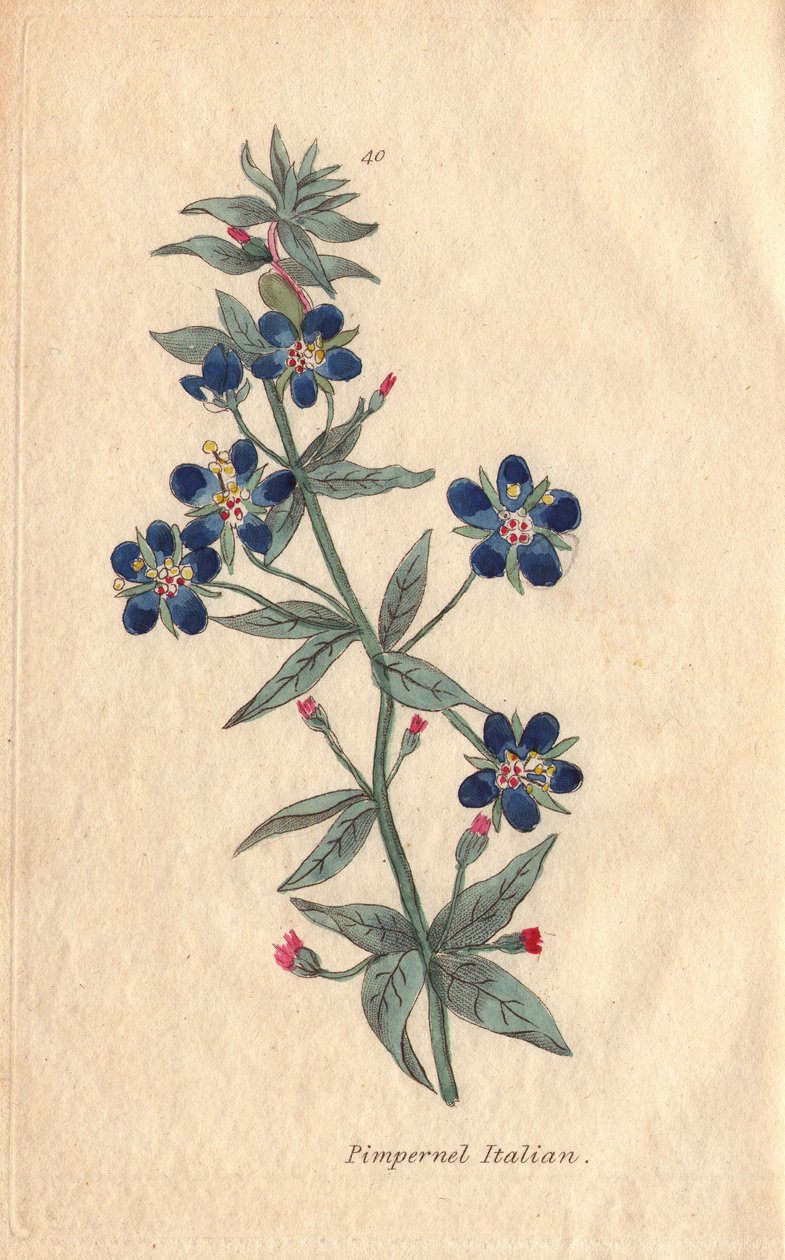意大利 pimpernel、Anagallis monellis、花 作者 亨丽埃塔·莫里亚蒂