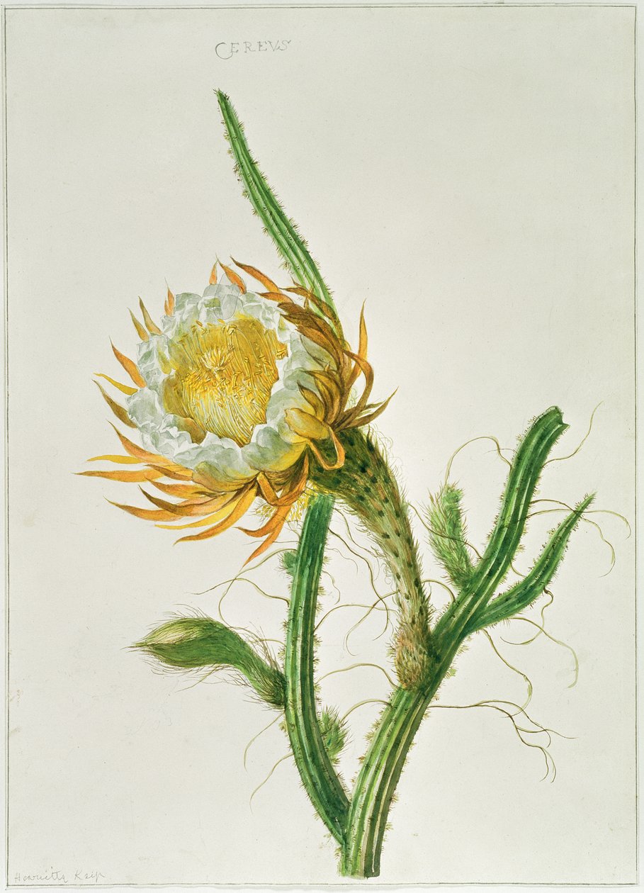 PD.729-11973夜花仙人掌（Selenicereus grandiflorus），原产于牙买加 作者 亨利埃特·格特鲁里德·克尼普