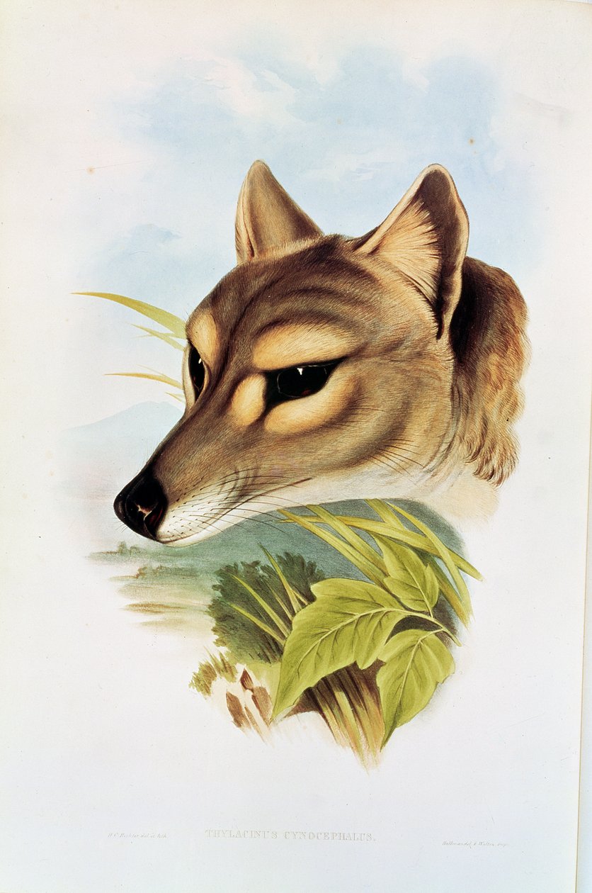 塔斯马尼亚狼或虎（thylacinus cynocephalus） 作者 亨利·康斯坦丁·里希特