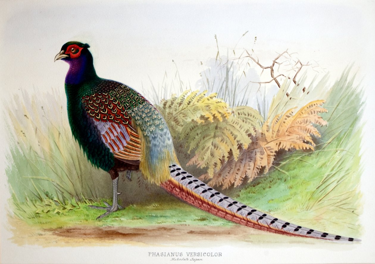 Phasianus Versicolor，c.1896-1921 作者 亨利·琼斯