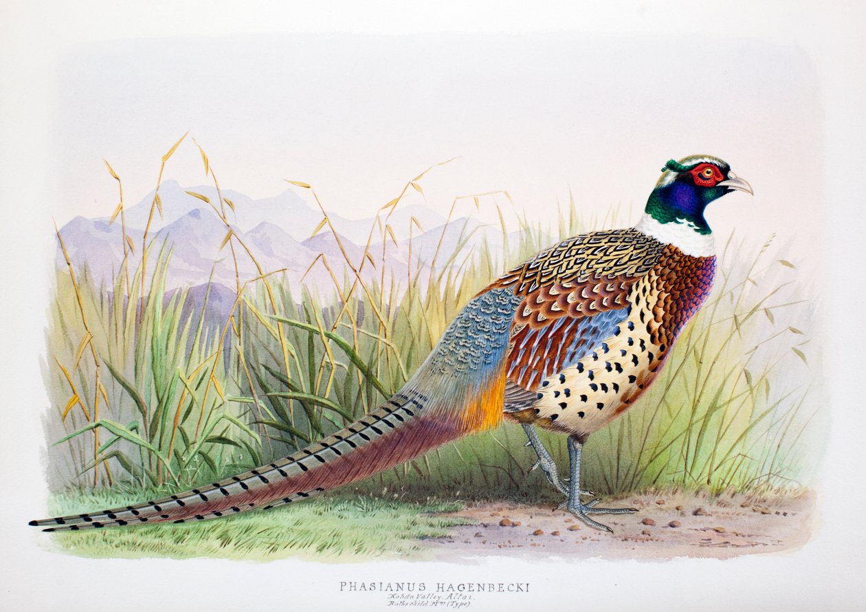 雉鸡（Phasianus hagenbecki），1906-7 作者 亨利·琼斯