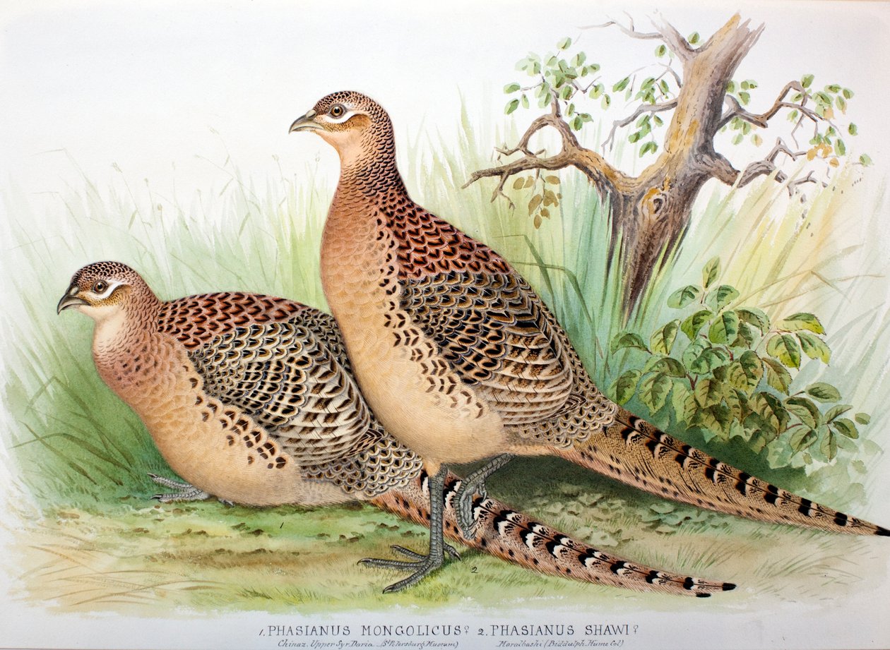 雉鸡（Phasianus mongolicus）和雉鸡（Phasianus shawi），1906-7 作者 亨利·琼斯