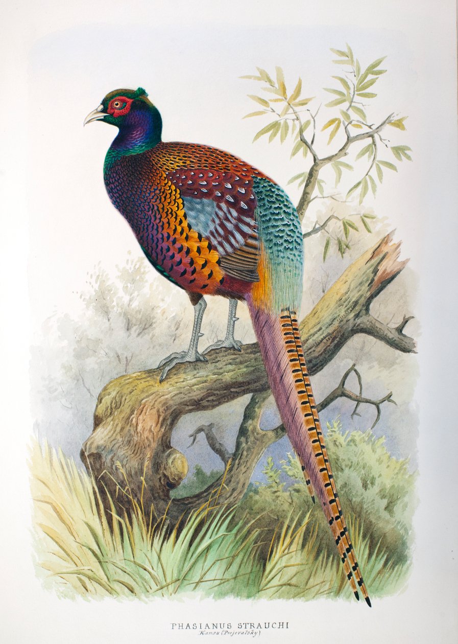 雉鸡（Phasianus strauchi），1906-7 作者 亨利·琼斯