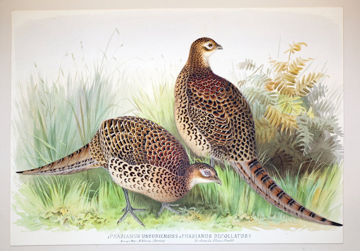 雉（Phasianus ussuriensis）和雉鸡（Phasianus delocllatus），1906-7 作者 亨利·琼斯