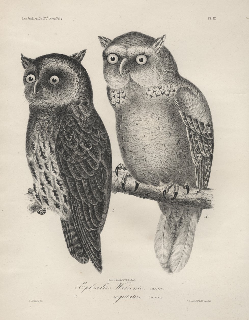 1. Ephialtes Watsonii，2。（Ephialtes）Sagittatus，Litho by JT Bowen，1850 作者 亨利·路易斯·斯蒂芬斯