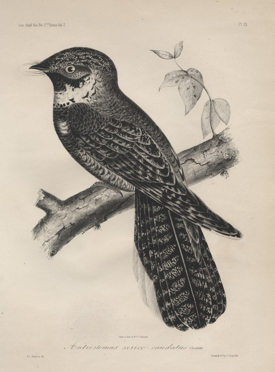 Antrostomus Serico-Caudatus，由JT Bowen拍摄的光刻，1850年版画 作者 亨利·路易斯·斯蒂芬斯