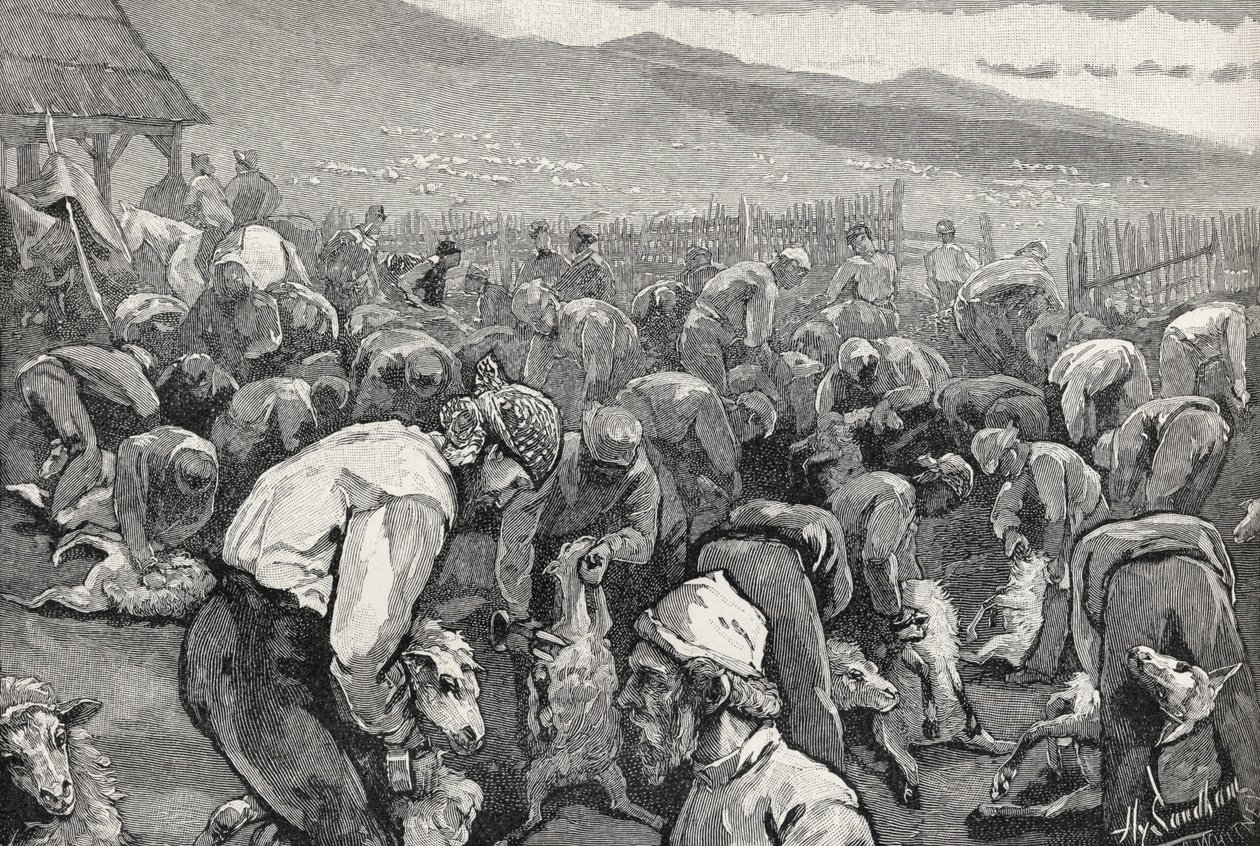 1883年5月至10月，在“南方加利福尼亚”的羊群中，从“世纪画报月刊”开始 作者 亨利·桑德姆（Henry Sandham）