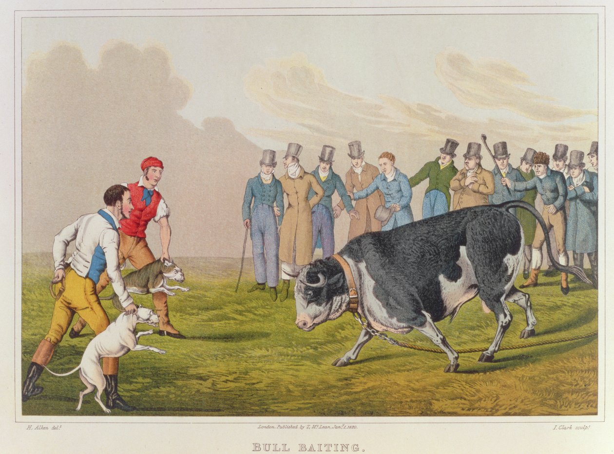 &39;Bull Baiting&39;，pub.by Thomas McLean，1820，（打印） 作者 亨利·托马斯·阿尔肯
