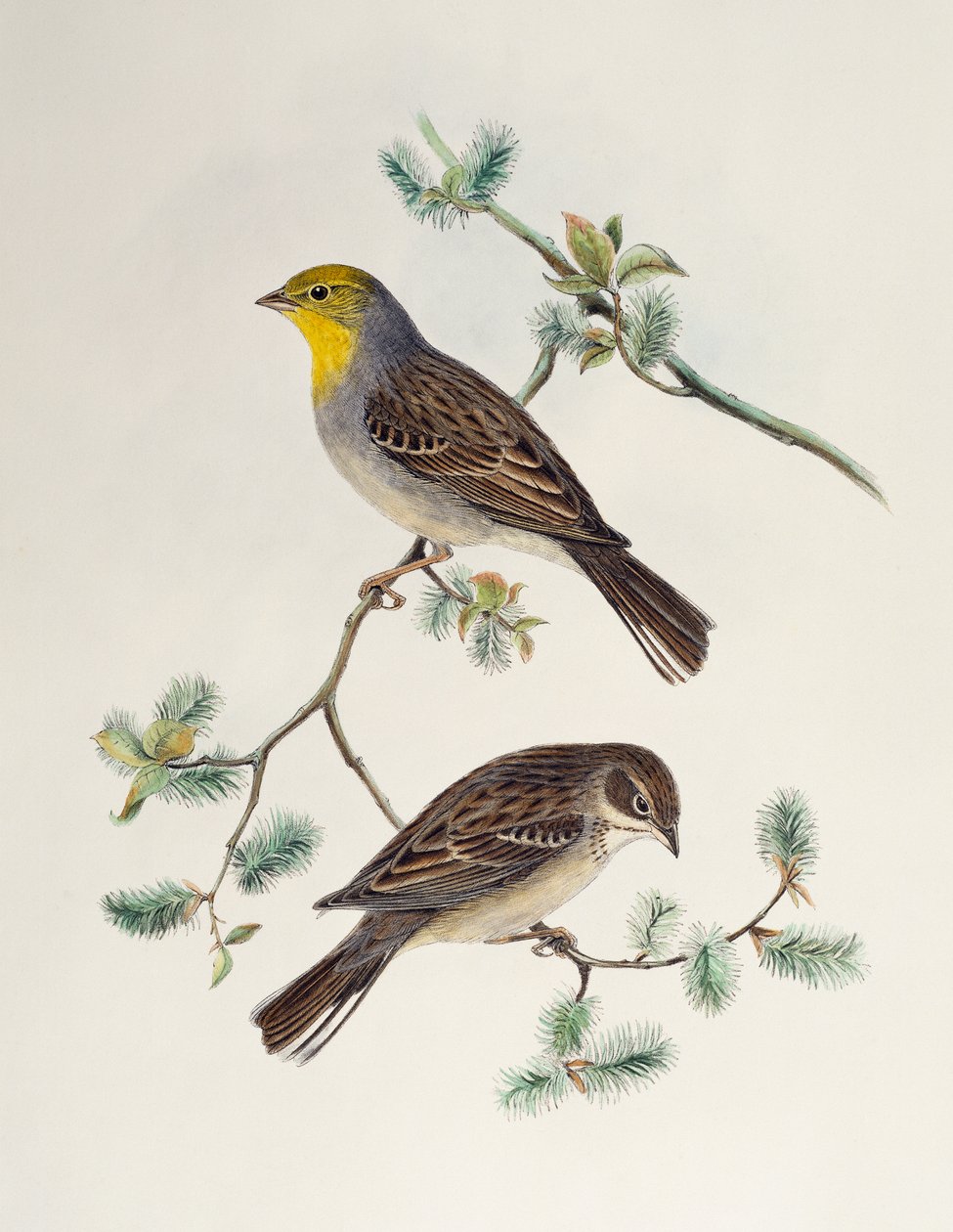 Emberiza cinerea，来自亚洲鸟类 作者 亨利·康斯坦丁·里希特